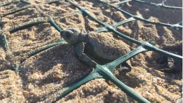 A hatchling turtle emerges from a nest protected by green plastic mesh on a beach.