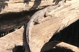 A crocodile suns itself on a log with its mouth taped shut.