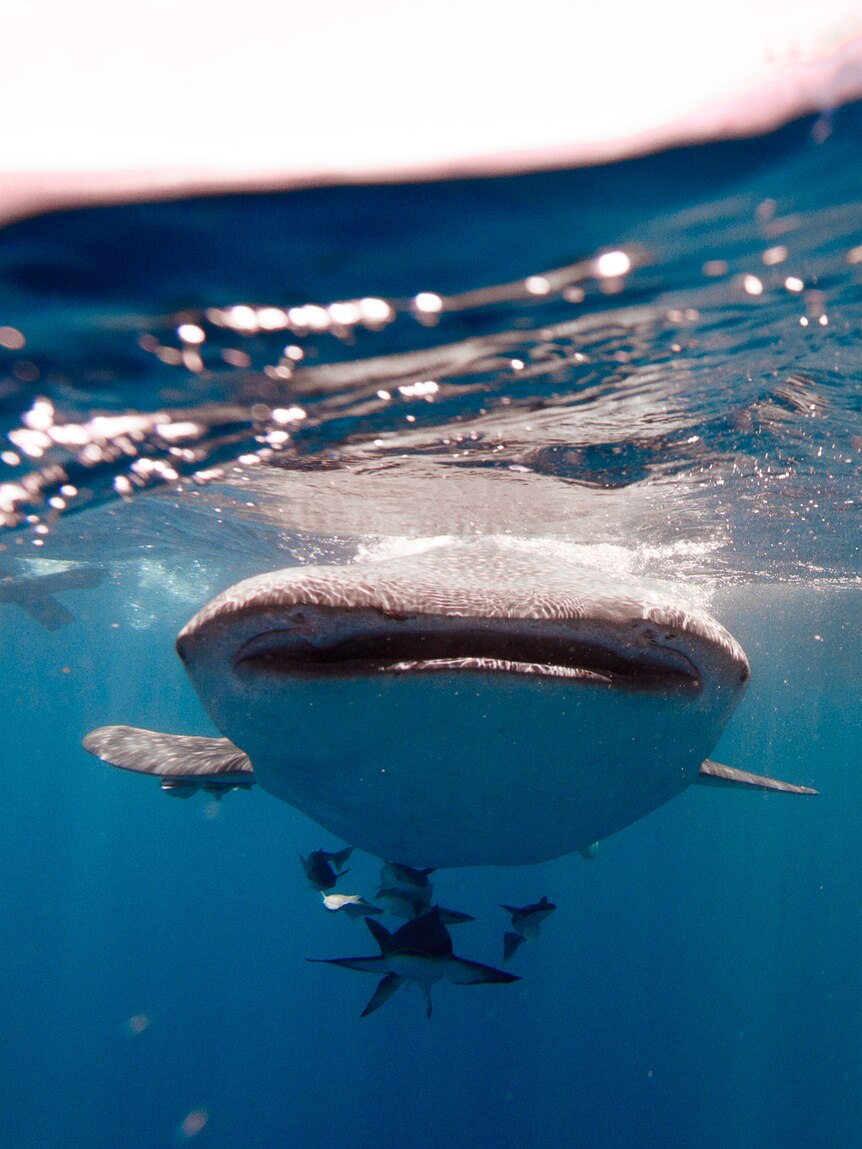 Looking into the mouth of a whale shark.