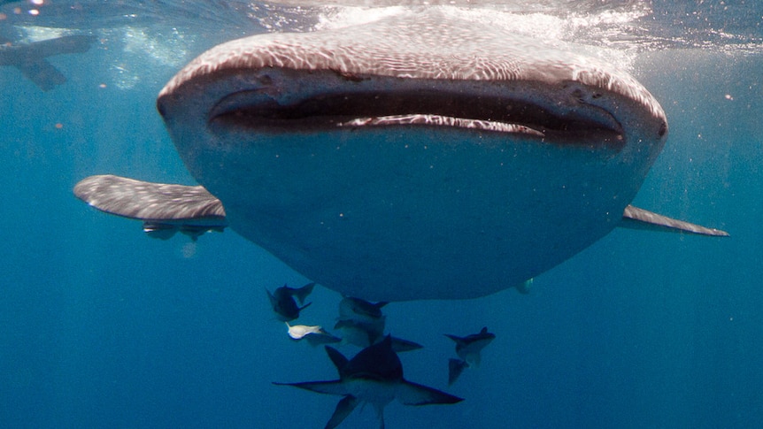 Looking into the mouth of a whale shark.