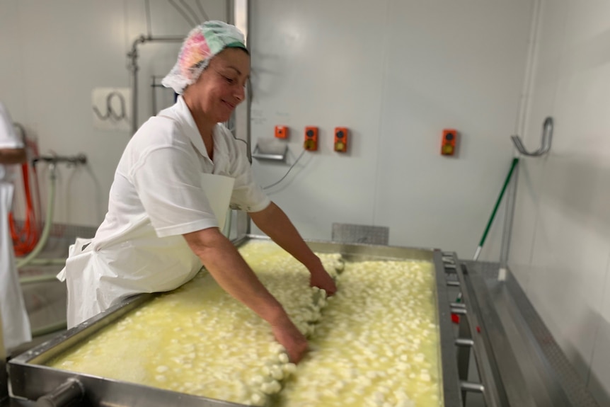 woman separating curds in vat 