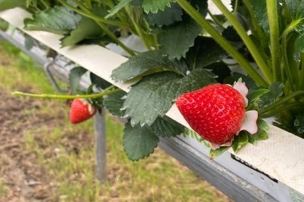 Strawberries growing in a greenhouse.