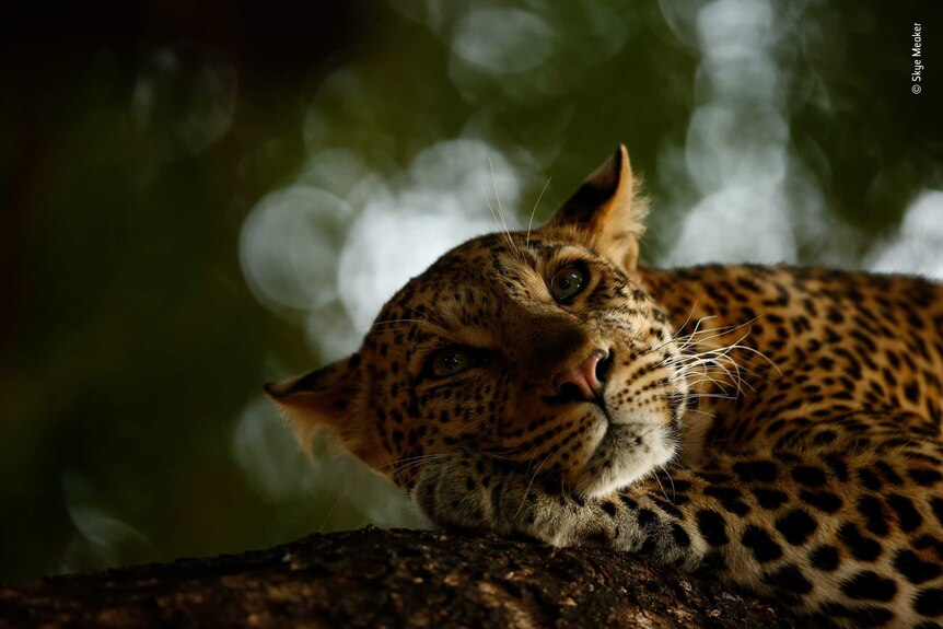 A leopard waking from sleep