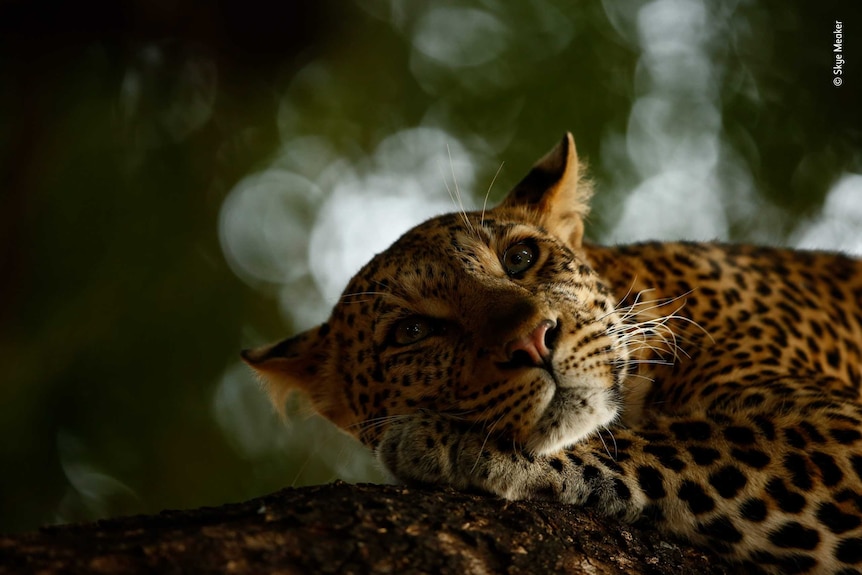 A leopard waking from sleep