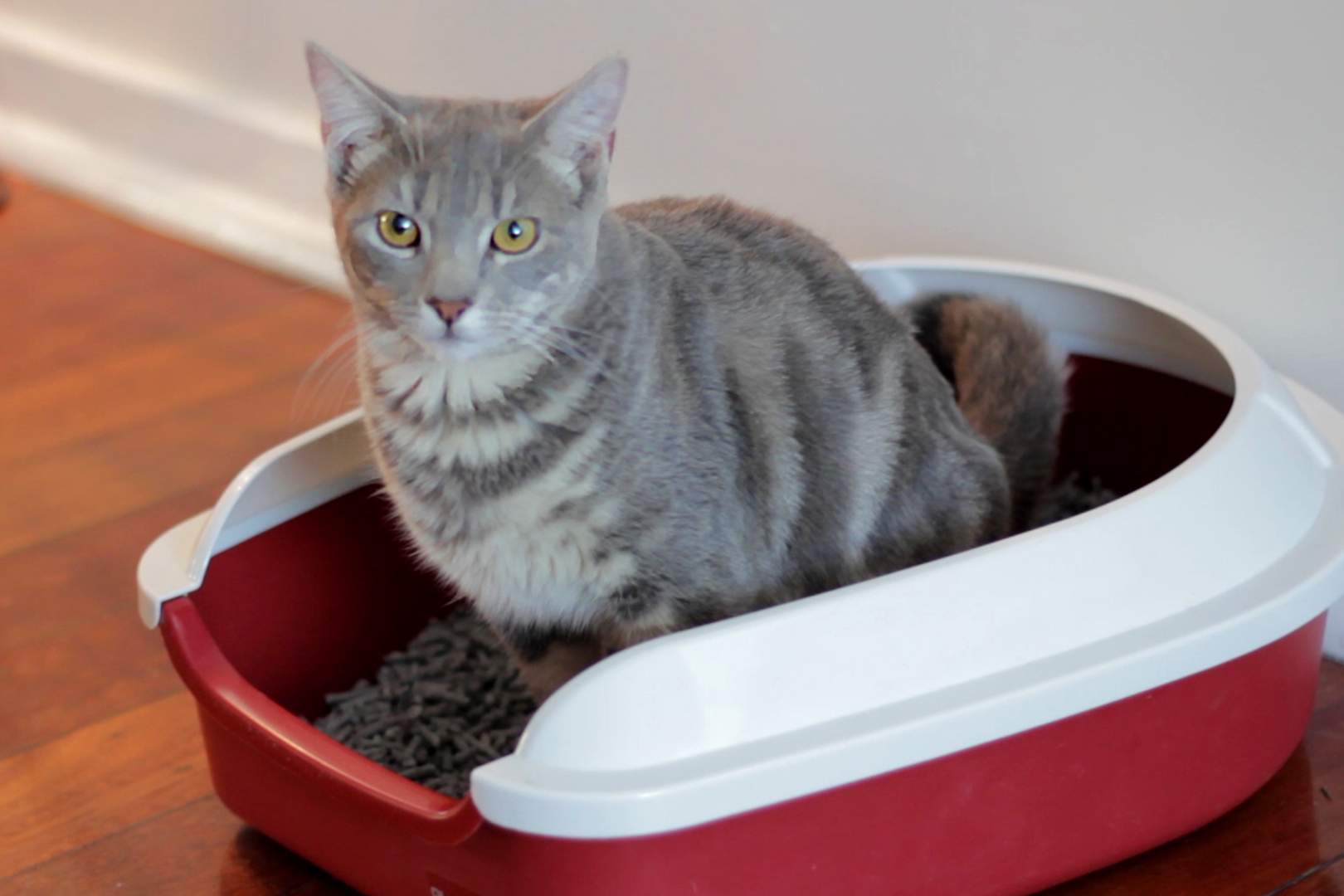 Waste paper kitty litter offers employment for north Queenslanders with