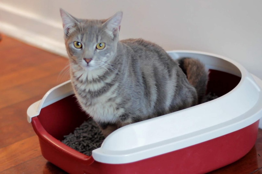 A grey cat sits in a kitty litter box.