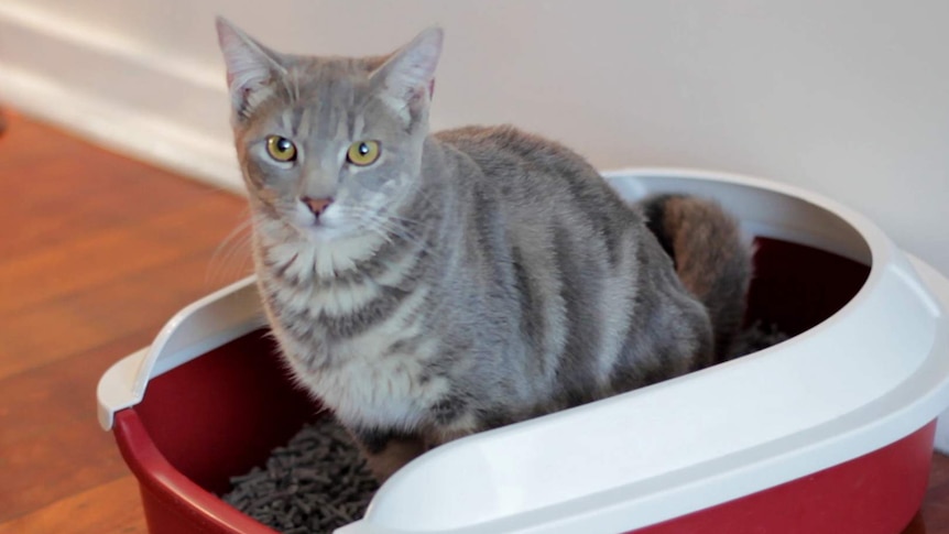 A grey cat sits in a kitty litter box.