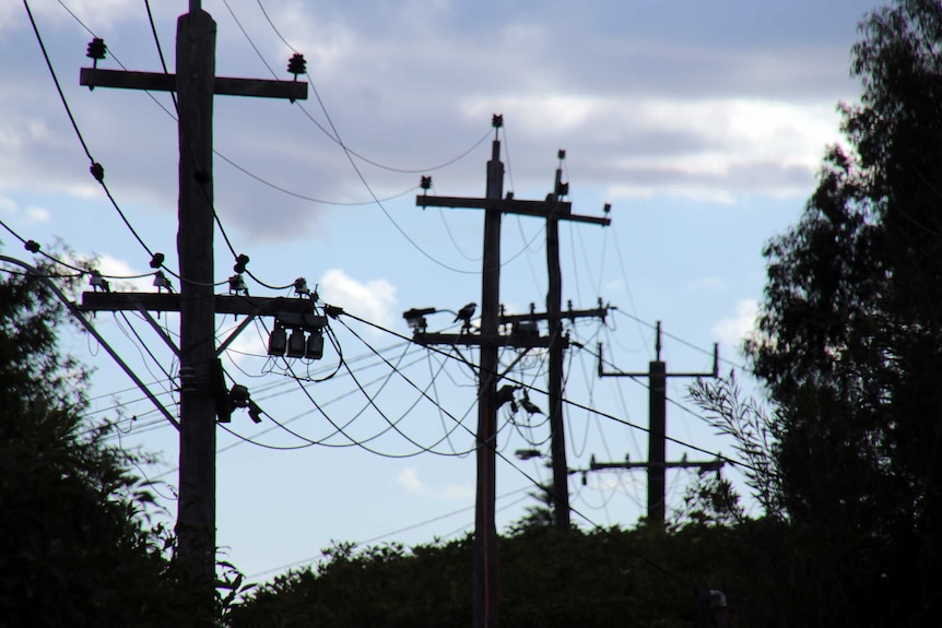 Above ground power lines run along timber poles. Birds sit on the wires.