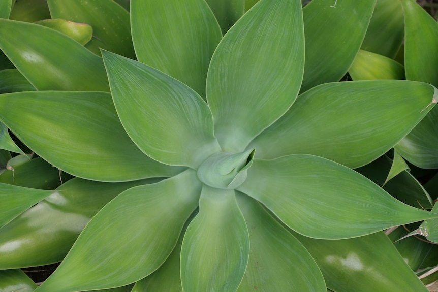 An image of a large succulent plant in a garden