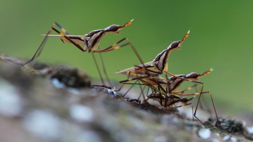 Female and male neriid flies