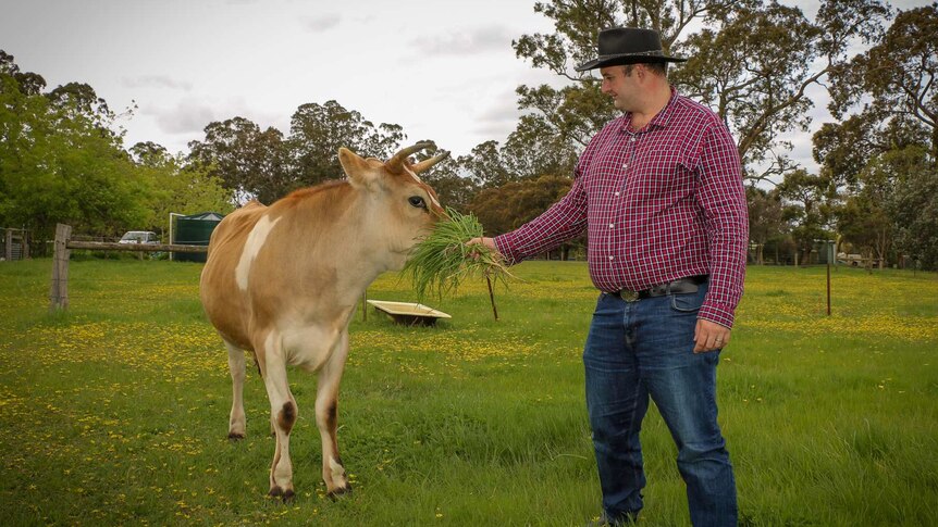 Ron D'Arcy stands and feeds his pet cow some grass.