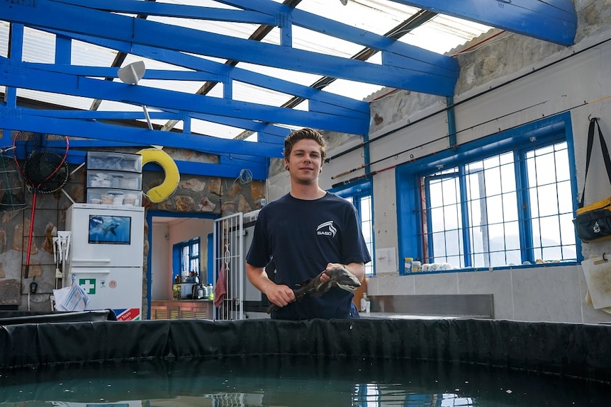 He stands by a open-air tank holding a small shark