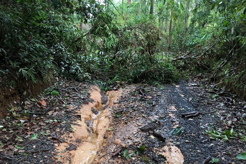 Thick vegetation brought down over an unsealed road covered in mud.