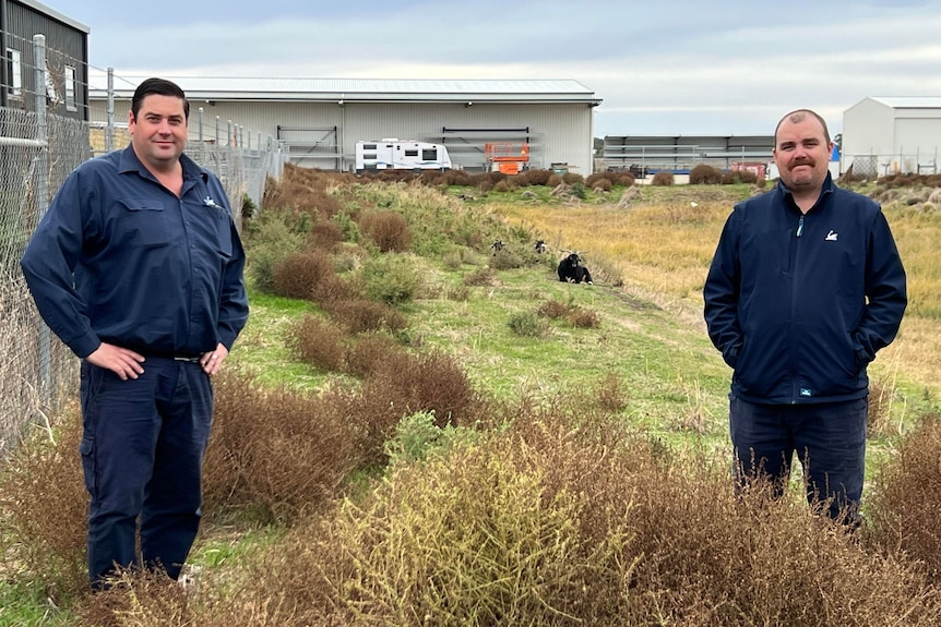 Two men and three goats in an overgrown field.