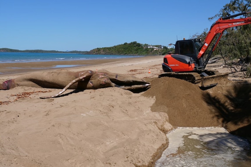 Excavator and dead whale carcass on Sarina Beach.
