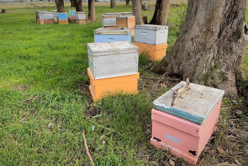 A close up of beehives in a field and under trees.