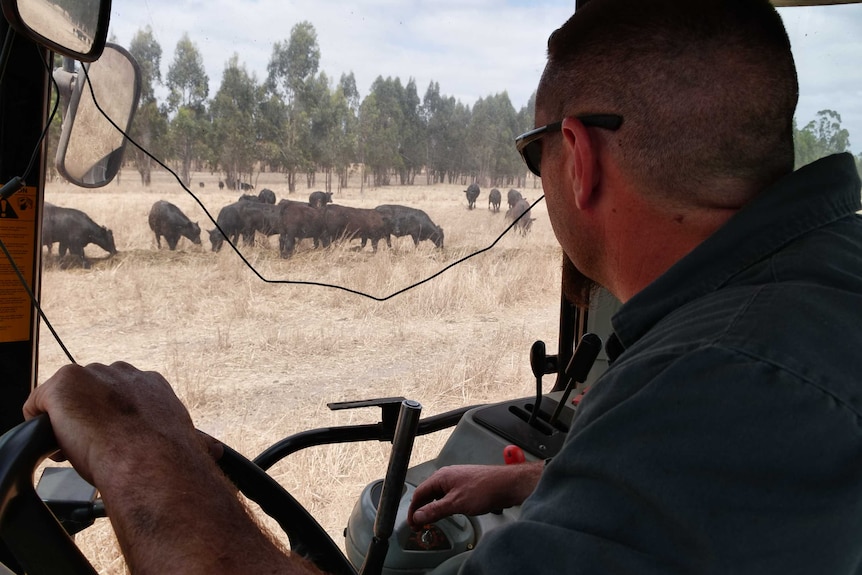 A man sits in a tractor feeding cattle in a paddock.
