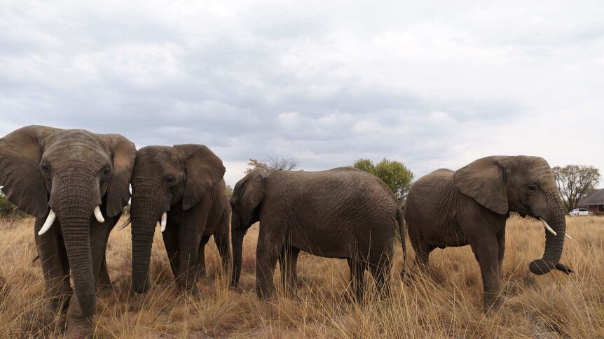 New research from The University of Queensland could help elephants in captivity enjoy longer.