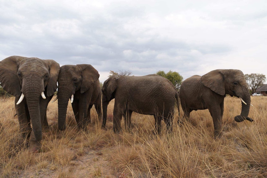 New research from The University of Queensland could help elephants in captivity enjoy longer.