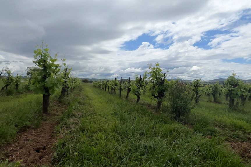 Rows of vines under a cloudy sky.