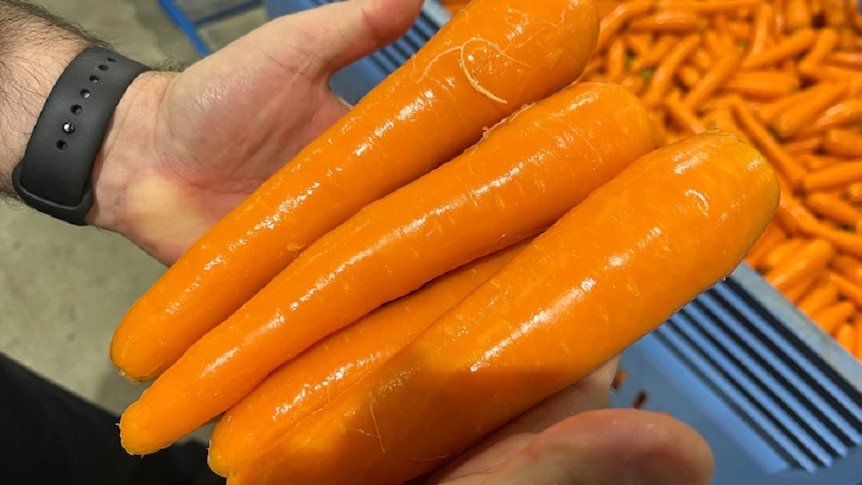 A man's hands, holding four cleaned, large, orange carrots.