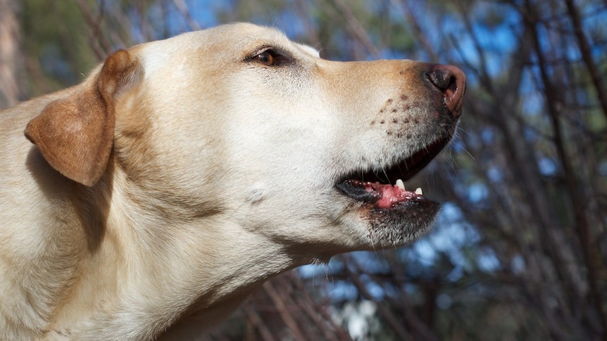 A white-golden coloured dog barks, with twigs and forest in the background