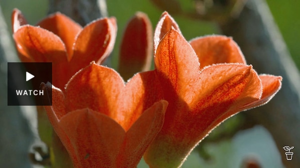 Close up of red flowers of the red-flowering kurrajong. Has Video.