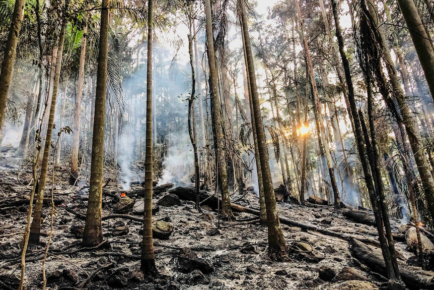 A rainforest at sunrise with burnt palm trees, ash on the forest floor and smouldering logs.