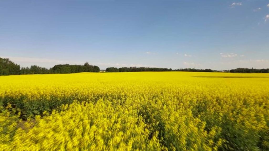 Golden Oil: The great Canadian crop - ABC News