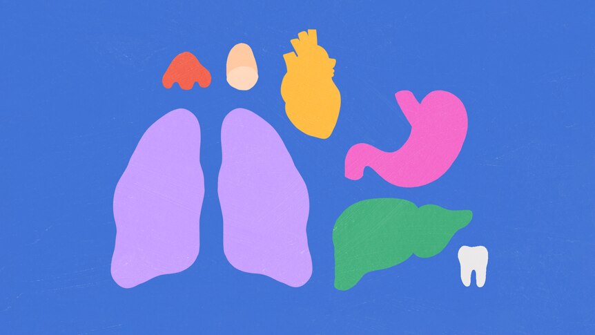 Graphic diagram of human organs