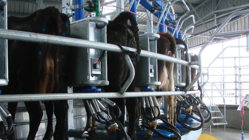 Cows being milked