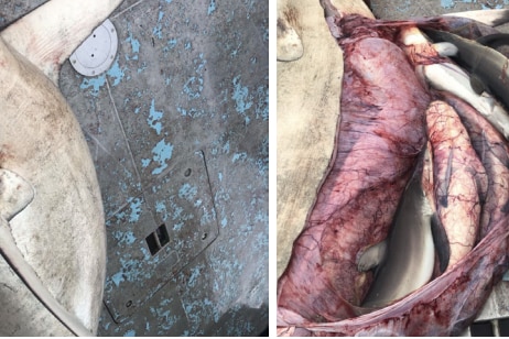 Bull shark caught in net and exposed uterus showing pups inside