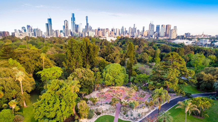 You view an aerial photo of a green, verdant tree canopy with the Melbourne CBD in the distance.