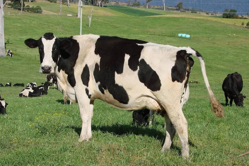 Dairy cows near fireweed