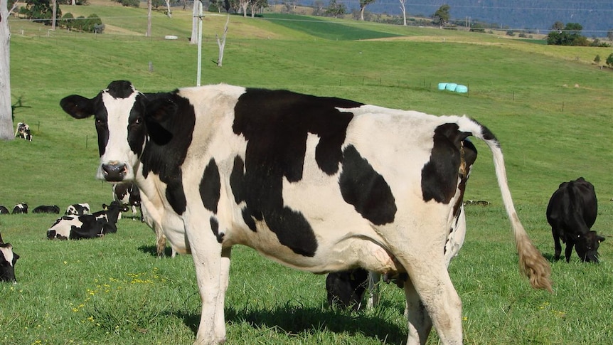 Dairy cows near fireweed