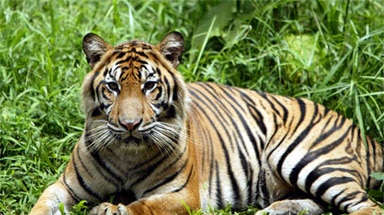 Warning: the exotic Sumatran tiger was bound for extinction