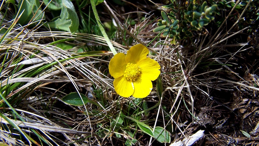 Mountain Buttercup