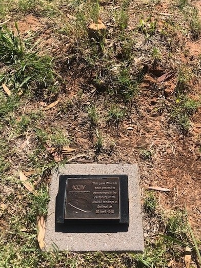 A plaque in front of a stump of a tree which has been cut down close to the base.