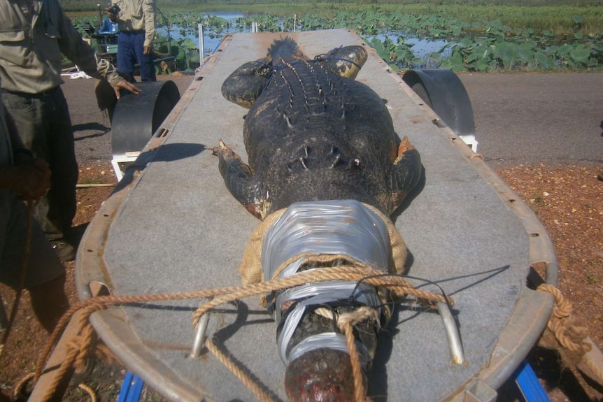 Big croc removed from Fogg Dam reserve