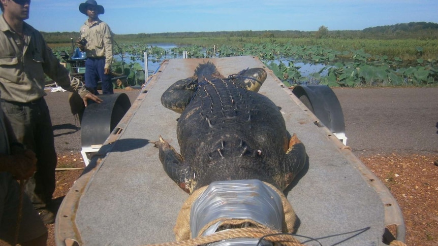Big croc removed from Fogg Dam reserve