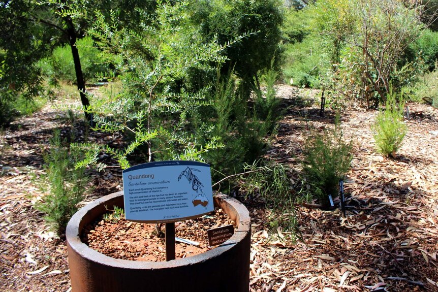 Quandong (Santalum acuminatum) at the Australian National Botanic Gardens.