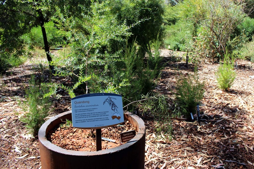 Quandong (Santalum acuminatum) at the Australian National Botanic Gardens.