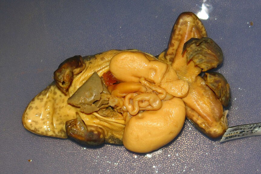 Dahl's frog showing open abdomen and testes