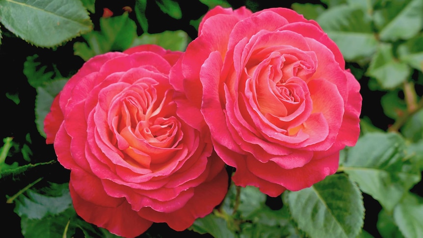 Dual red apricot roses