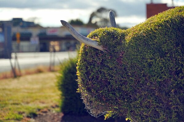 Topiary Bull Image