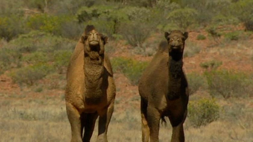 Generic TV still of two feral camels in the desert in the Northern Territory.