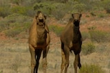 Generic TV still of two feral camels in the desert in the Northern Territory.