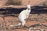 A white kangaroo with eyes half closed in the sun on red dirt.