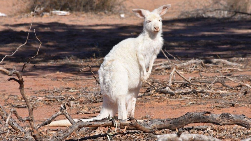 A white kangaroo with eyes half closed in the sun on red dirt.