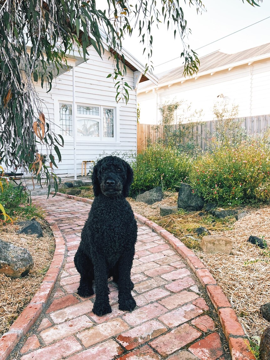 A black poodle-cross sits on a paved pathway in the front garden of a white weatherboard home.